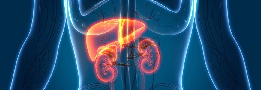 Illustration of liver and kidneys