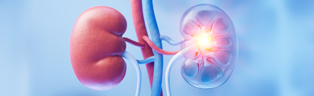 Kidney with biology and health care concept, 3d rendering