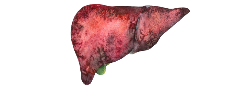 Illustration of liver