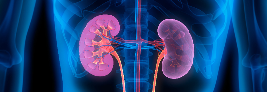 Medical illustration of human kidneys