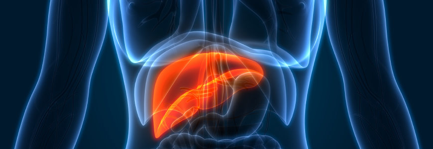 3D Illustration of Human Liver Anatomy