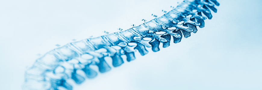 Illustration of human spine