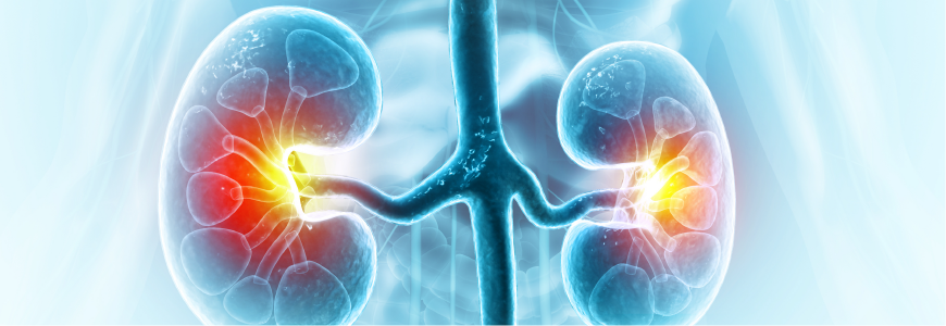 Human kidneys anatomy structure, 3d illustration