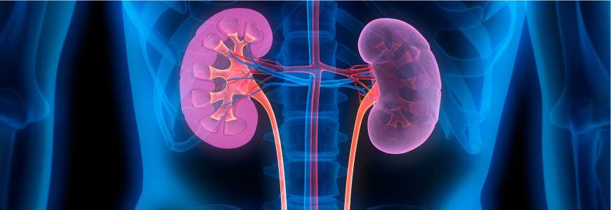 3D illustration of human kidneys with cross-section
