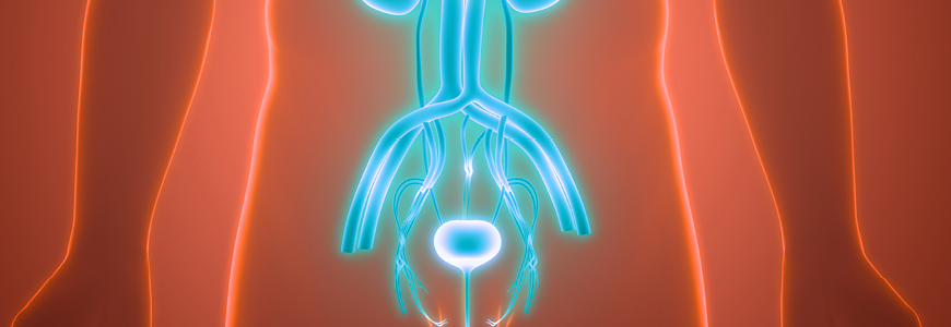 3D Illustration Concept of Human Urinary System Kidneys with Bladder Anatomy