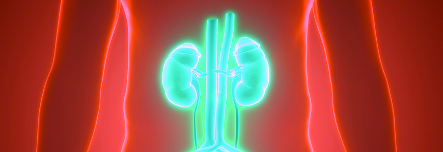 3D Illustration Concept of Human Urinary System Kidneys with Bladder Anatomy