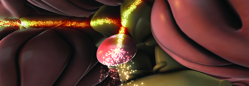 Human Brain with Glowing Pituitary Gland Hormone