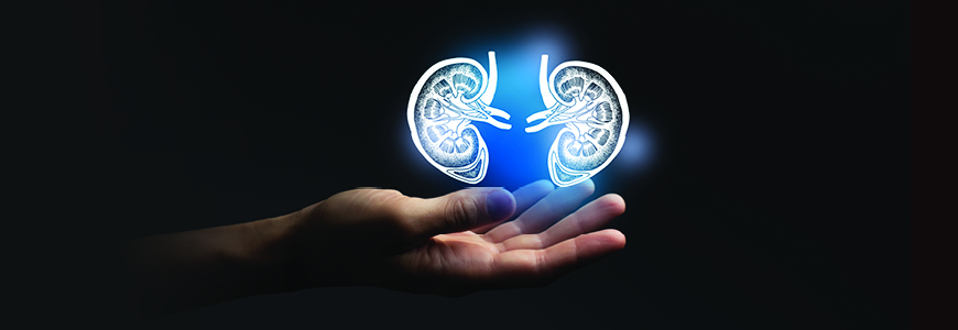 Aesthitic handdrawn illustration of human kidneys highlighted blue. Photo collage with female hand 