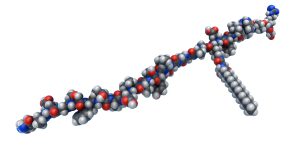 A molecular model of liraglutide, a glucagon-like peptide-1 (GLP-1) agonist used to treat type 2 diabetes.  In order to reduce hyperglycemia (high blood sugar) after a meal, liraglutide increases insulin secretion, delays gastric emptying and suppresses glucagon secretion.  Liraglutide is also known to decrease appetite to help maintain body weight, lower blood triglyceride levels, as well as inhibit the death and stimulate the regeneration of beta cells in the pancreas.  Atoms are colored dark gray (carbon), light gray (hydrogen), blue (nitrogen) and red (oxygen).