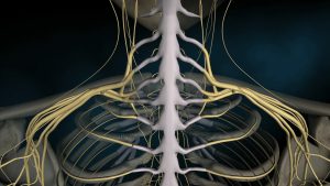 Anatomical illustration of the spinal cord and nervous system.  The spinal cord, which consists of millions of nerve fibers, is responsible for transmitting electrical information between the brain and the rest of the body. Together, the brain and the spinal cord comprise the central nervous system, or &quot;CNS,&quot; which connects to the peripheral nervous system, or &quot;PNS&quot; the spinal cord is anywhere from a quarter to a half-inch thick (about the diameter of a human finger) extending approximately eighteen inches from the base of the skull to the upper lumbar region of the spinal column. The spinal cord itself is soft and rope-like. It is much simpler and more uniform than its central nervous system neighbor, the brain.