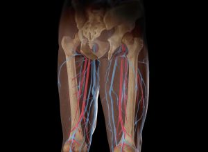 Illustration of the blood supply and skeletal structure of the legs, visible through skin. Computer generated image.