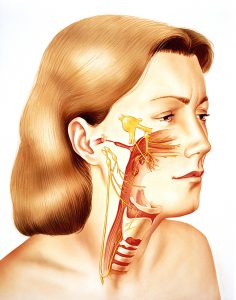 The Trigeminal Nerve, Facial Pain & Trigeminal Neuralgia