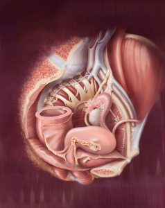 Female Anatomy Involved in Posterior Compartment Prolapse