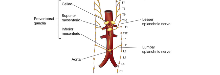 Diagram of the splanchnic nerve