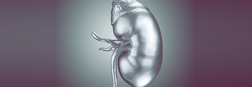 Illustraion of kidney