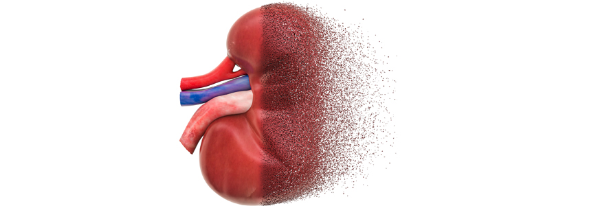 Illustration of kidney