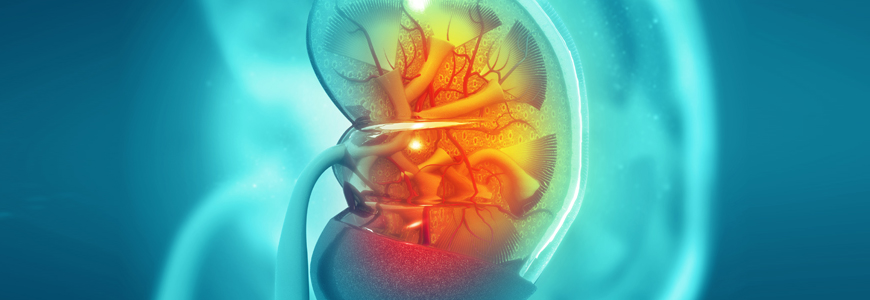 Illustration of kidney