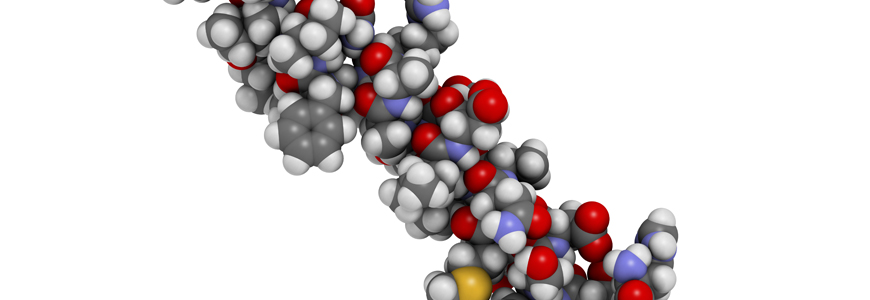 Glucagon-like peptide 2 molecule