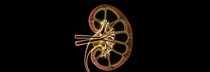 Cross section view of kidney