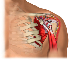 Rotator Cuff Injury  Saint Luke's Health System