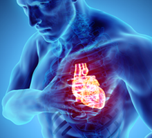 3d rendering of a male chest with heart highlighted in red.