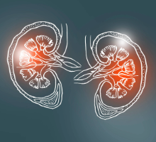 Illustration of kidnesy
