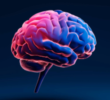 3D illustration of brain