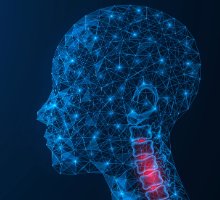 3d illustration of the head and neck