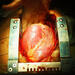 Close up of heart in chest cavity