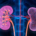 Medical illustration of human kidneys