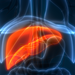 3D Illustration of Human Liver Anatomy