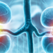 Human kidneys anatomy structure, 3d illustration