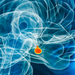 Pituitary gland x-ray 3D rendering illustration