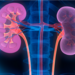 3D illustration of human kidneys with cross-section