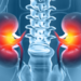 Illustration of kidneys