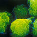 CD4 T cells
