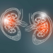 Illustration of kidnesy