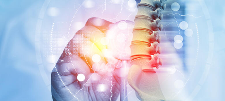 Illustration of spine